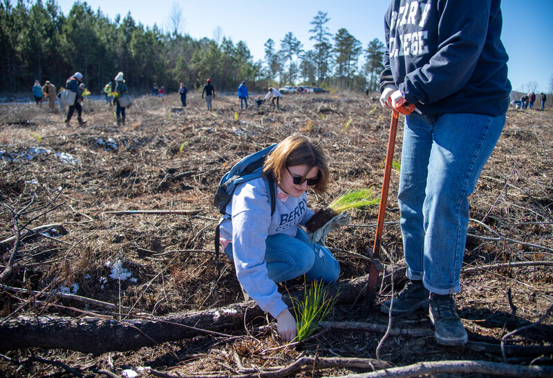 Pirelli employees plant more than 1,000 trees for Berry College Longleaf pine project 