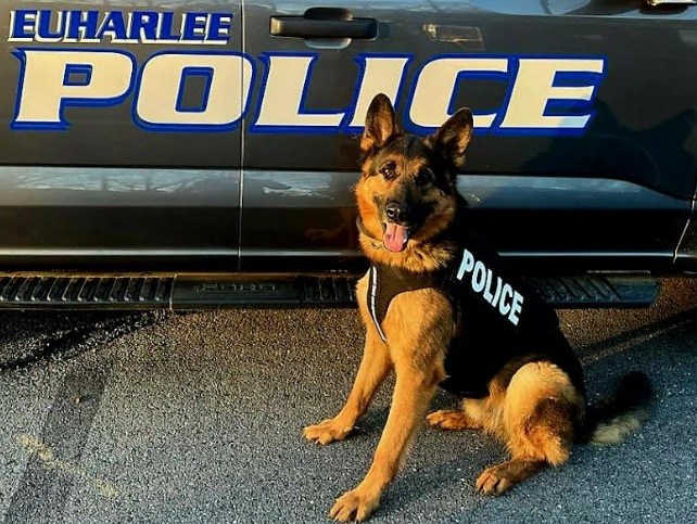 Euharlee Police Department’s K9 Baloo has received donation of<br>body armor