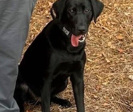 Calhoun Police Department’s K9 Dug to get donation of body armor