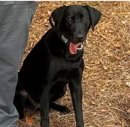 Calhoun Animal Shelter Reaches Full Capacity, Requests Community’s Help