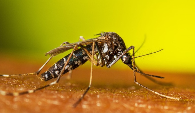 West Nile Virus Infections Increasing in Georgia
